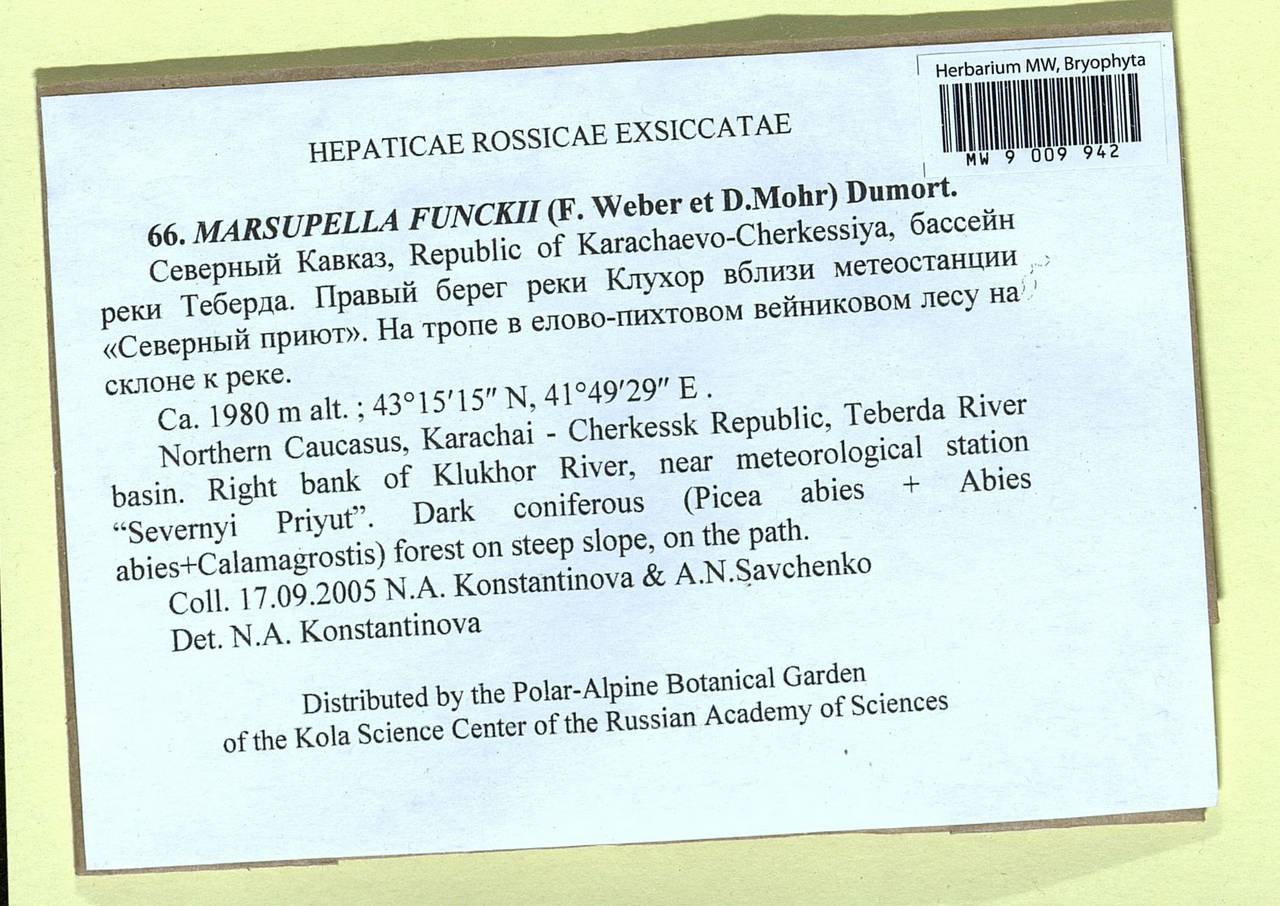 Marsupella funckii (F. Weber & D. Mohr) Dumort., Гербарий мохообразных, Мхи - Северный Кавказ и Предкавказье (B12) (Россия)