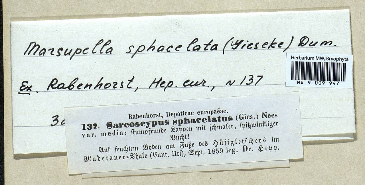 Marsupella sphacelata (Giesecke ex Lindenb.) Dumort., Гербарий мохообразных, Мхи - Западная Европа (BEu) (Швейцария)