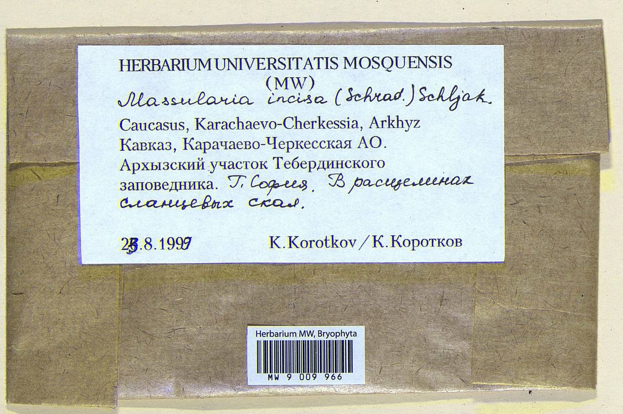 Schistochilopsis incisa (Schrad.) Konstant., Гербарий мохообразных, Мхи - Северный Кавказ и Предкавказье (B12) (Россия)