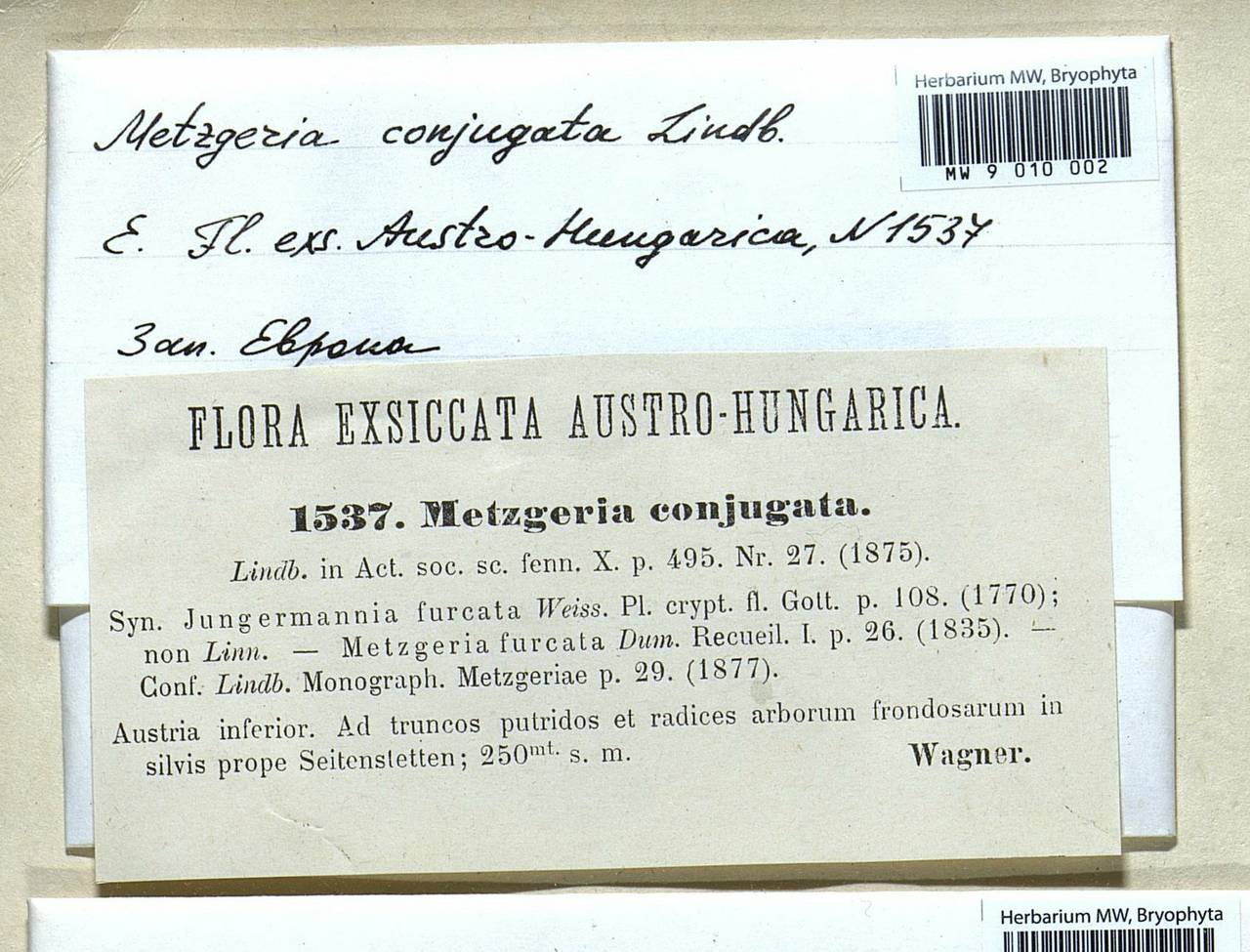 Metzgeria conjugata Lindb., Гербарий мохообразных, Мхи - Западная Европа (BEu) (Австрия)