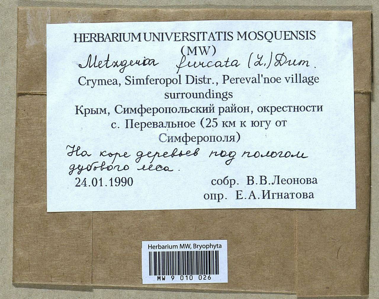 Metzgeria furcata (L.) Corda, Гербарий мохообразных, Мхи - Крым (B3a) (Россия)