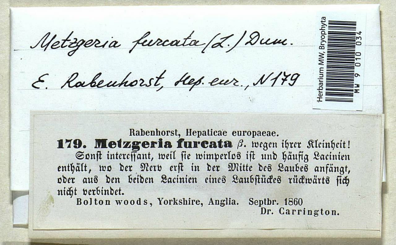 Metzgeria furcata (L.) Corda, Гербарий мохообразных, Мхи - Западная Европа (BEu) (Великобритания)