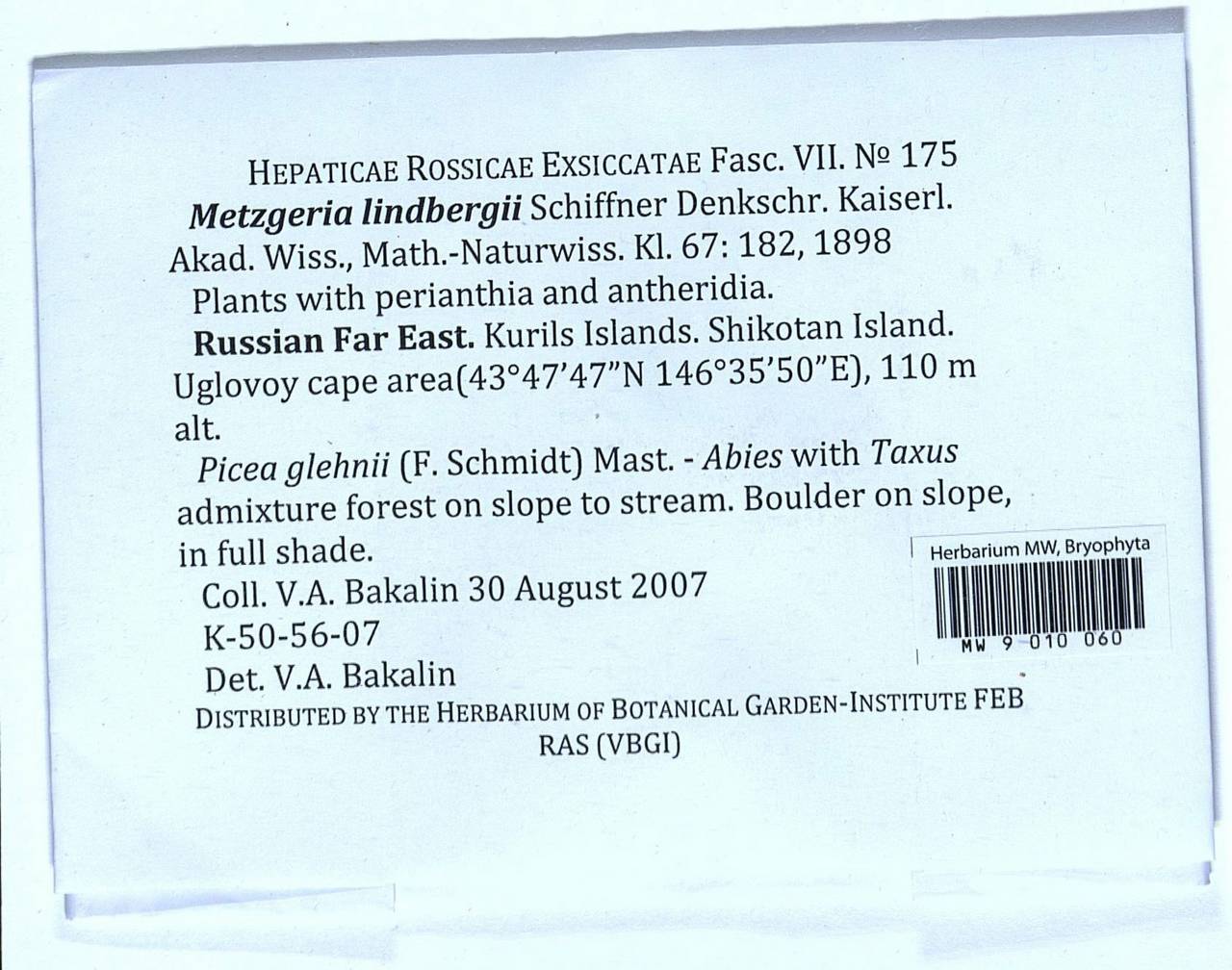 Metzgeria lindbergii Schiffn., Гербарий мохообразных, Мхи - Дальний Восток (без Чукотки и Камчатки) (B20) (Россия)