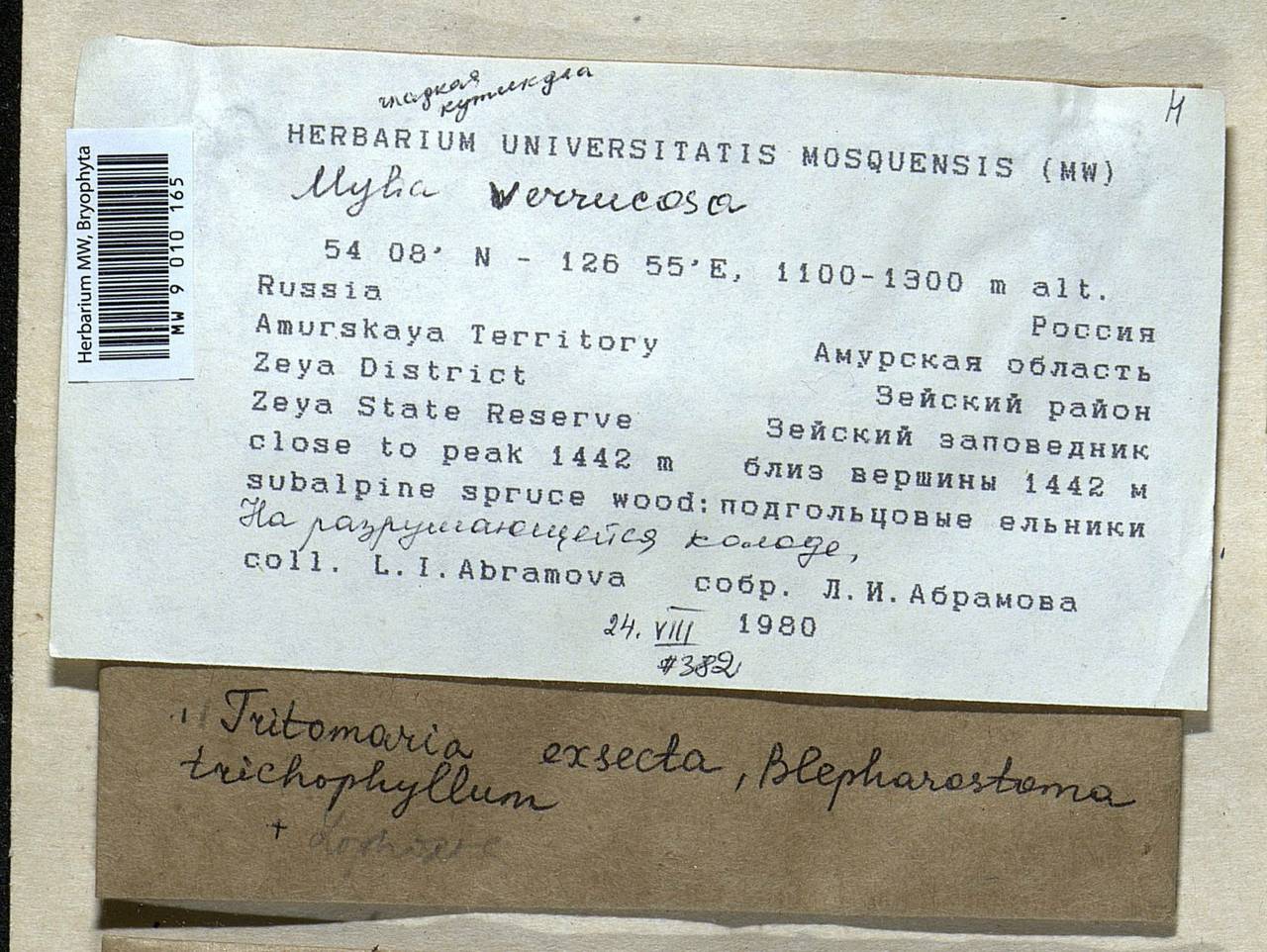 Mylia verrucosa Lindb., Гербарий мохообразных, Мхи - Дальний Восток (без Чукотки и Камчатки) (B20) (Россия)