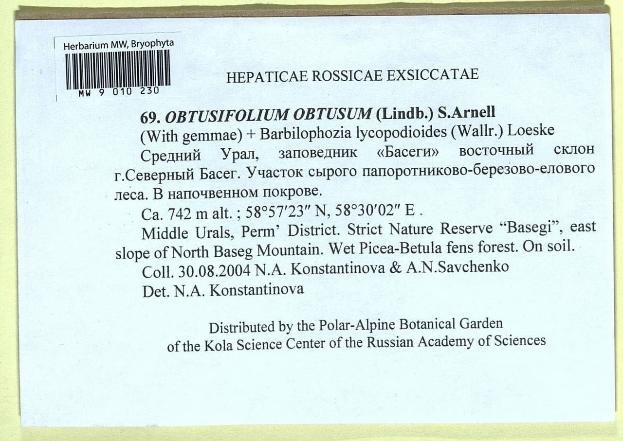 Obtusifolium obtusum (Lindb.) S.W. Arnell, Гербарий мохообразных, Мхи - Пермский край, Удмуртия, Свердловская и Кировская области (B8) (Россия)