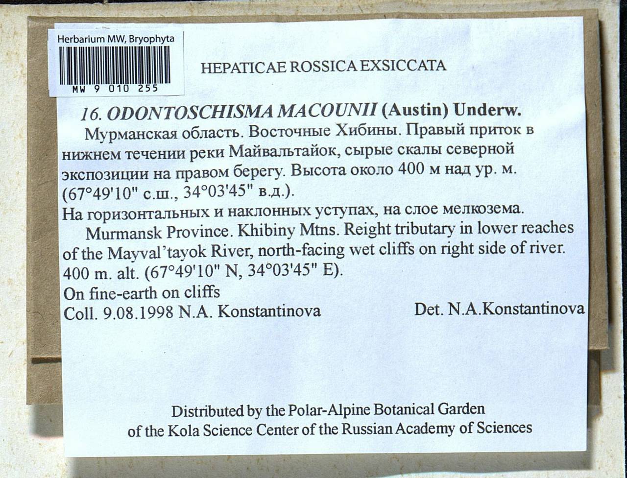 Odontoschisma macounii (Austin) Underw., Гербарий мохообразных, Мхи - Карелия, Ленинградская и Мурманская области (B4) (Россия)