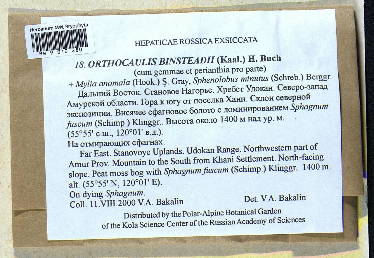 Neoorthocaulis binsteadii (Kaal.) L. Söderstr., De Roo & Hedd., Гербарий мохообразных, Мхи - Дальний Восток (без Чукотки и Камчатки) (B20) (Россия)