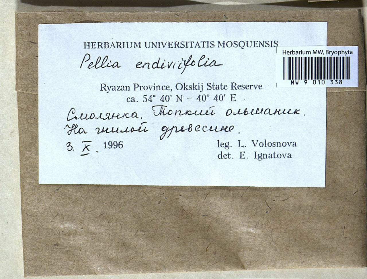 Apopellia endiviifolia (Dicks.) Nebel & D. Quandt, Гербарий мохообразных, Мхи - Центральное Нечерноземье (B6) (Россия)
