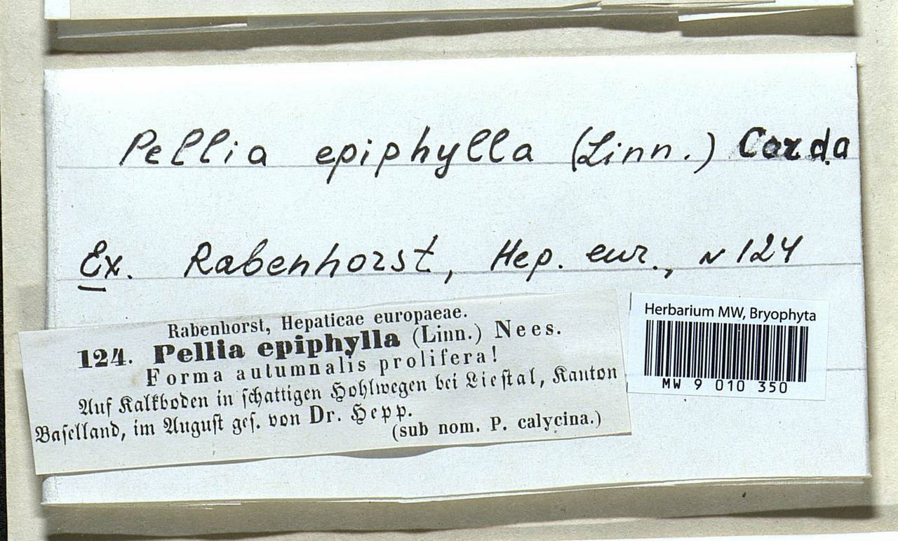 Pellia epiphylla (L.) Corda, Гербарий мохообразных, Мхи - Западная Европа (BEu) (Швейцария)
