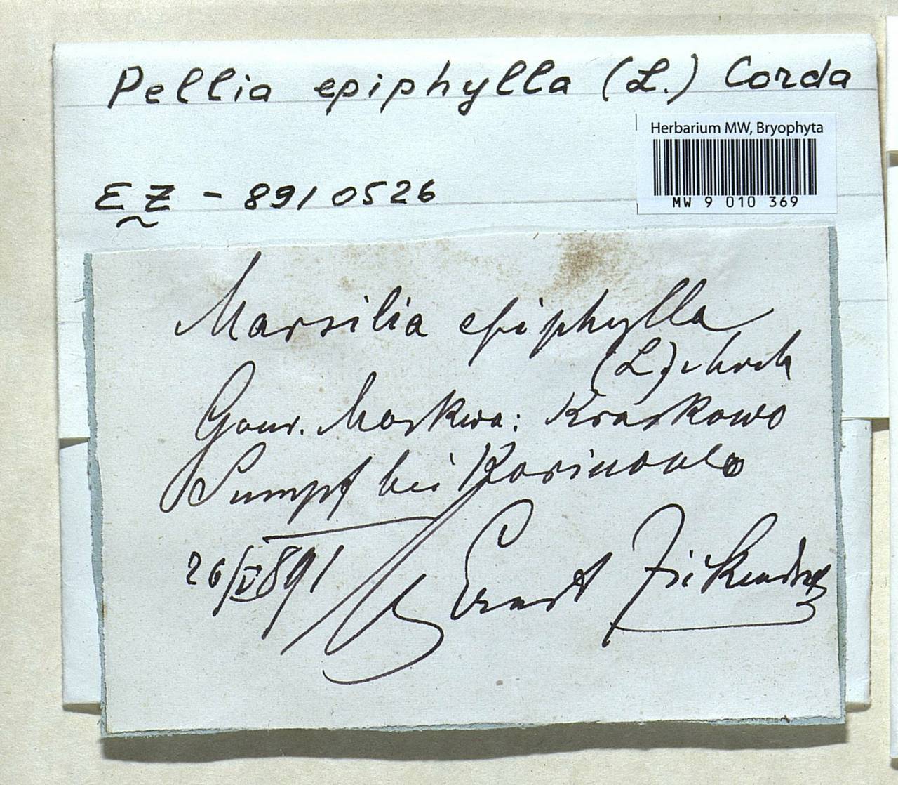 Pellia epiphylla (L.) Corda, Гербарий мохообразных, Мхи - Москва и Московская область (B6a) (Россия)