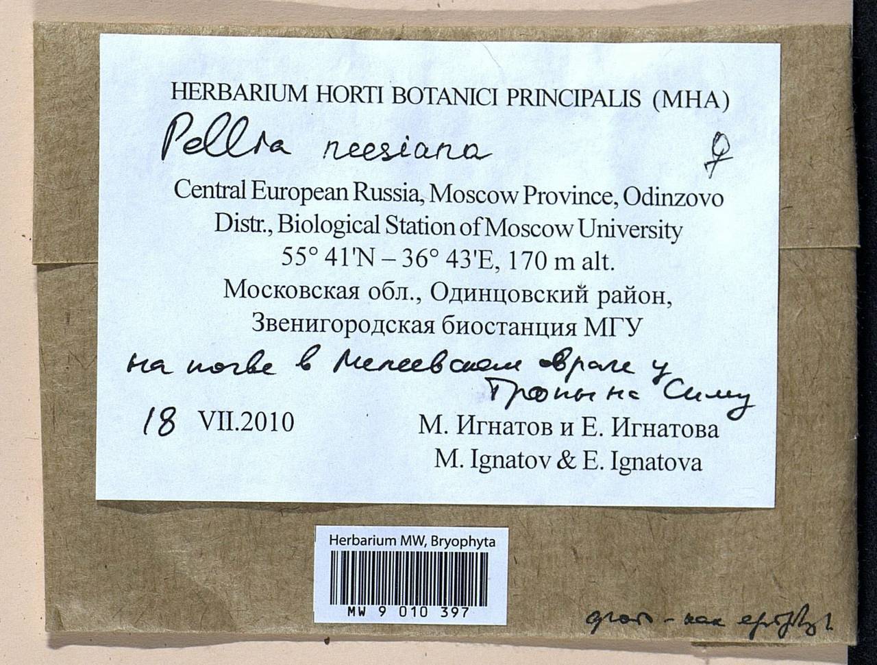 Pellia neesiana (Gottsche) Limpr., Гербарий мохообразных, Мхи - Москва и Московская область (B6a) (Россия)