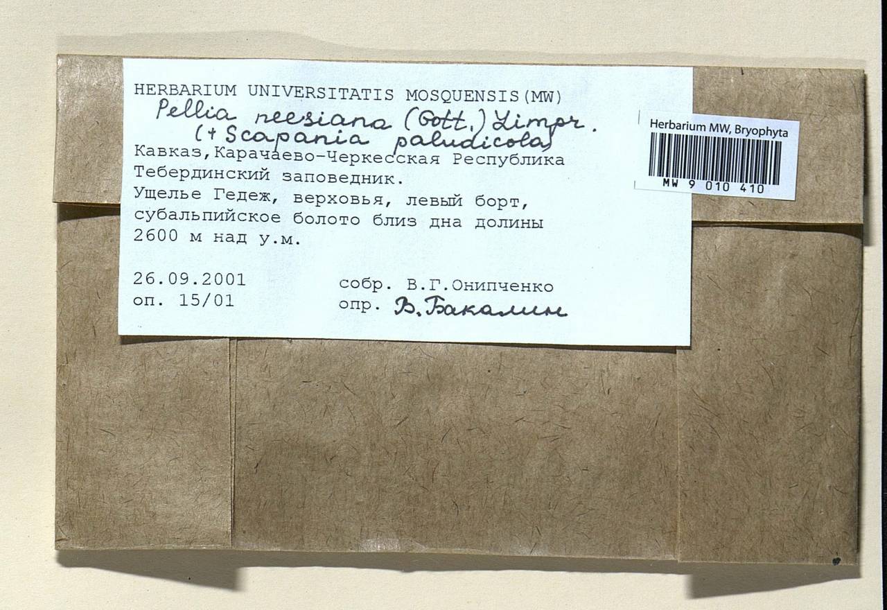 Pellia neesiana (Gottsche) Limpr., Гербарий мохообразных, Мхи - Северный Кавказ и Предкавказье (B12) (Россия)