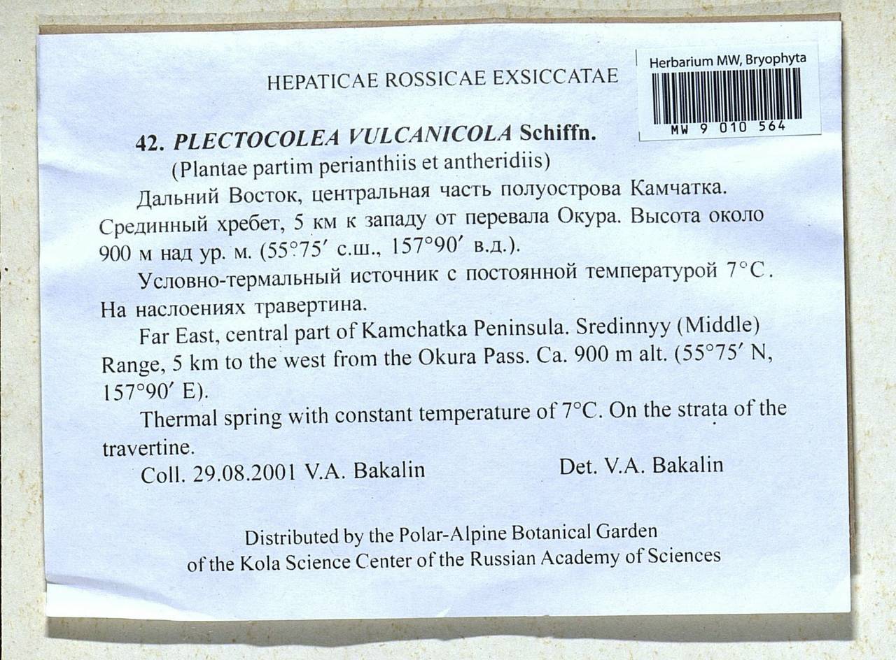 Solenostoma vulcanicola (Schiffn.) Nyushko ex Potemkin & Sofronova, Гербарий мохообразных, Мхи - Чукотка и Камчатка (B21) (Россия)
