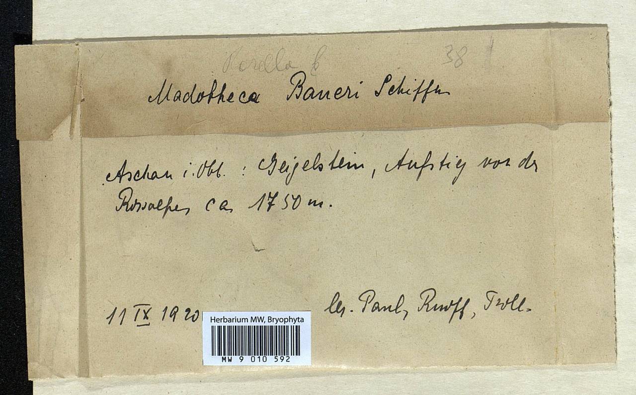 Porella baueri (Schiffn.) C.E.O. Jensen, Гербарий мохообразных, Мхи - Западная Европа (BEu) (Германия)