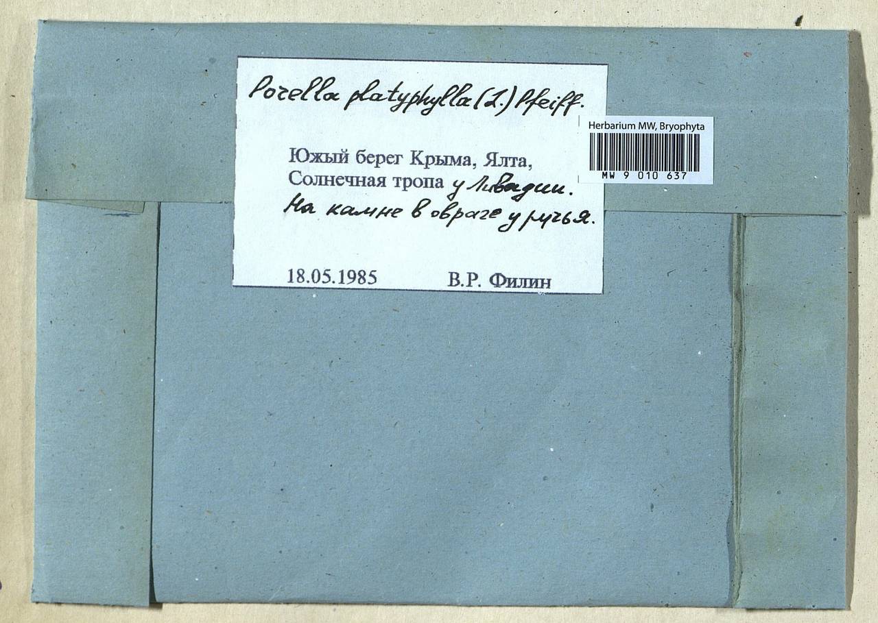 Porella platyphylla (L.) Pfeiff., Гербарий мохообразных, Мхи - Крым (B3a) (Россия)