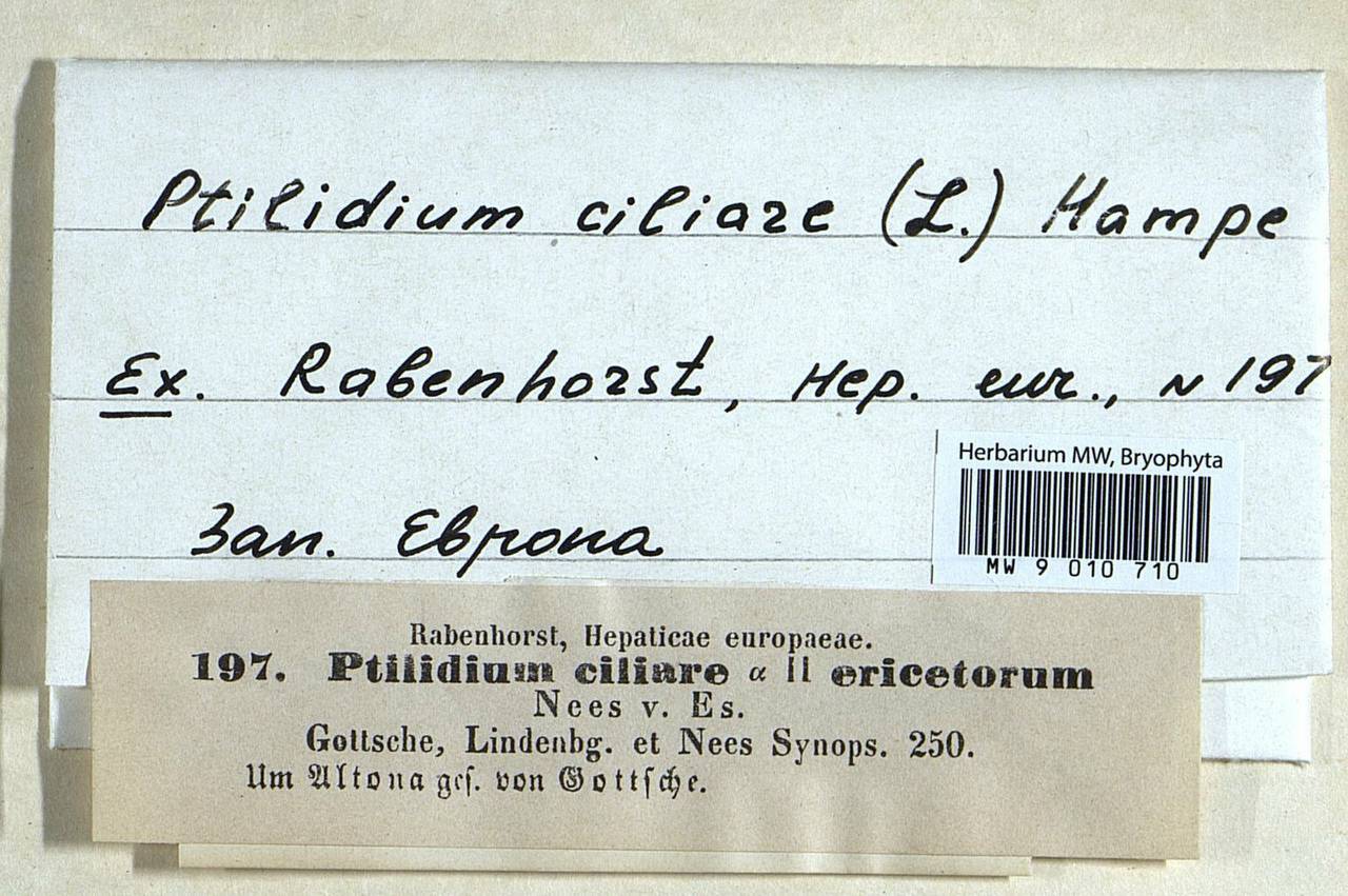 Ptilidium ciliare (L.) Hampe, Гербарий мохообразных, Мхи - Западная Европа (BEu)