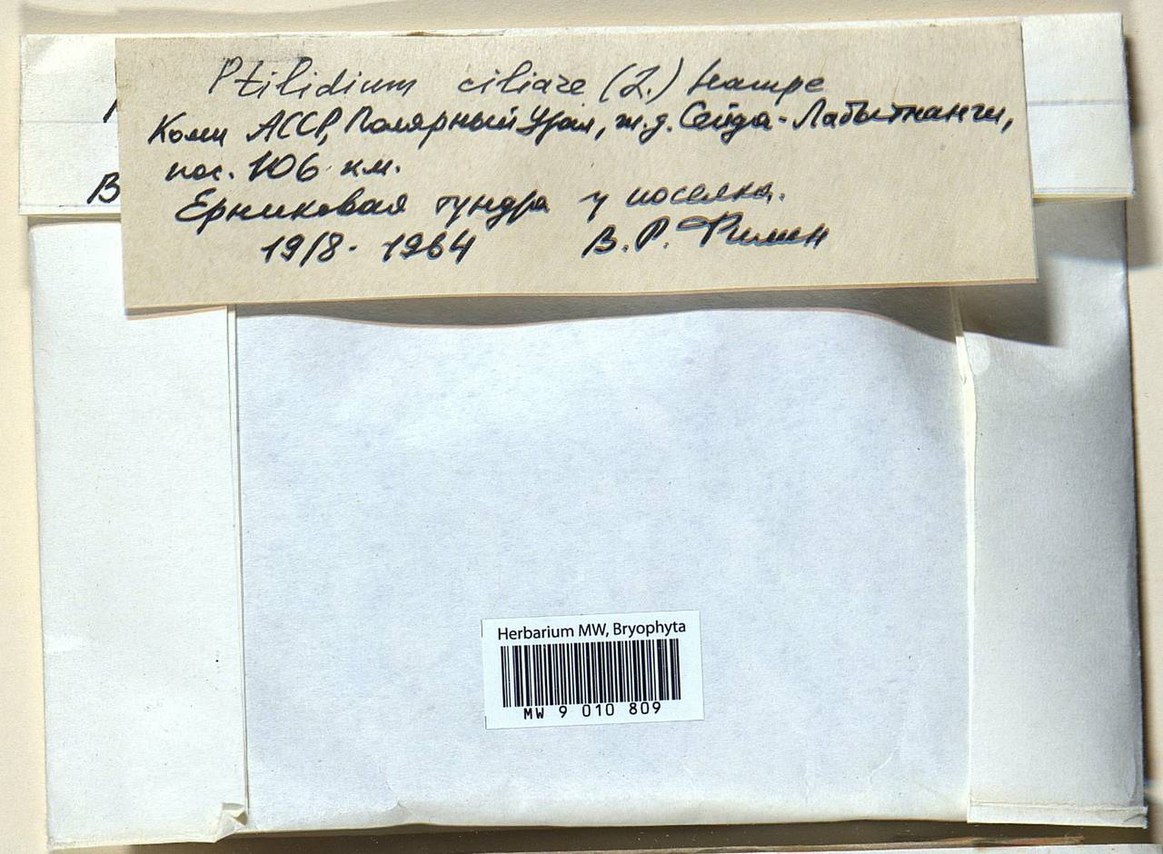 Ptilidium ciliare (L.) Hampe, Гербарий мохообразных, Мхи - Западная Сибирь (включая Алтай) (B15) (Россия)