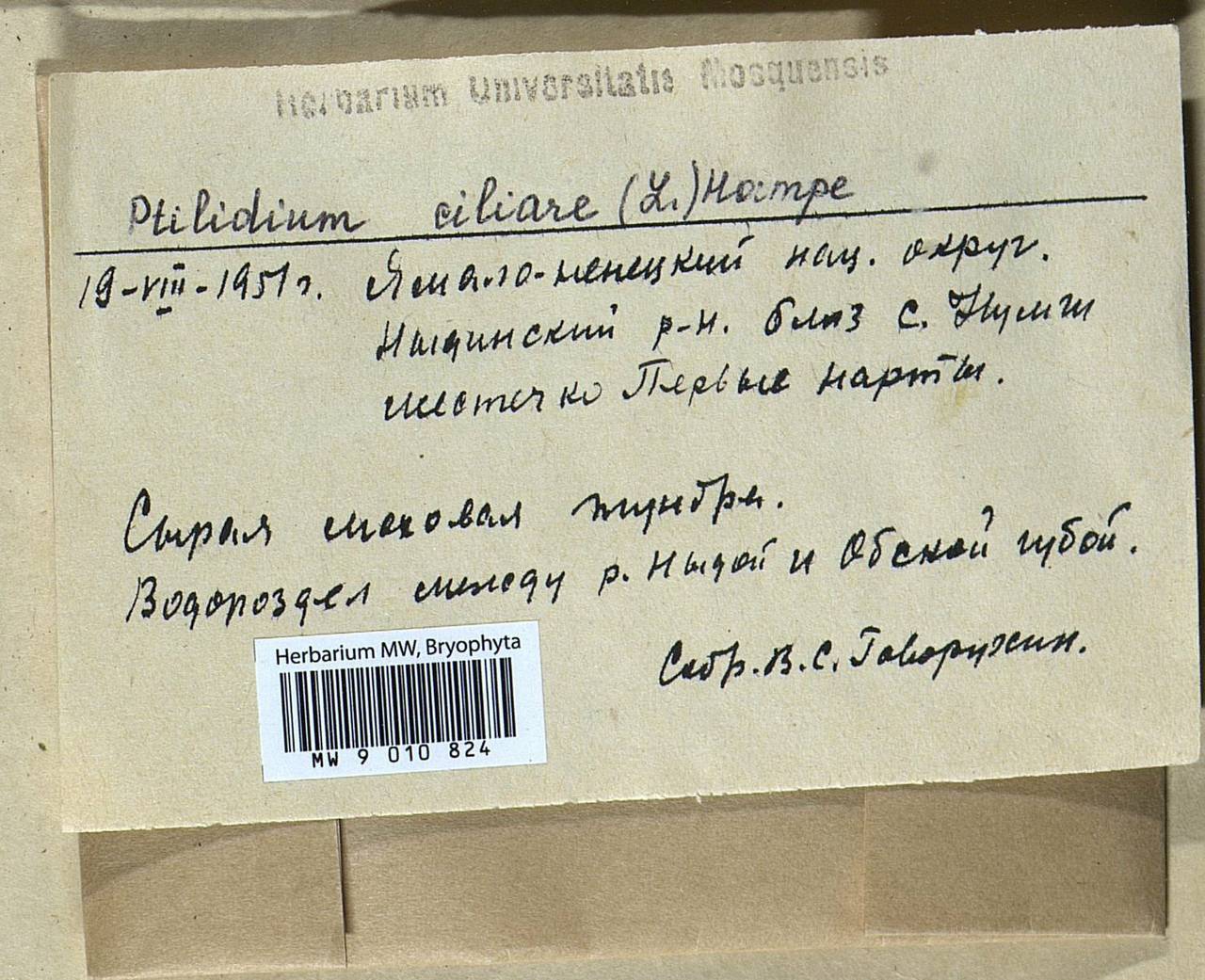Ptilidium ciliare (L.) Hampe, Гербарий мохообразных, Мхи - Западная Сибирь (включая Алтай) (B15) (Россия)