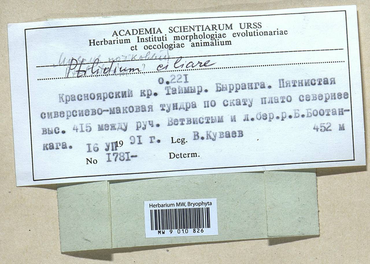 Ptilidium ciliare (L.) Hampe, Гербарий мохообразных, Мхи - Красноярский край, Тыва и Хакасия (B17) (Россия)