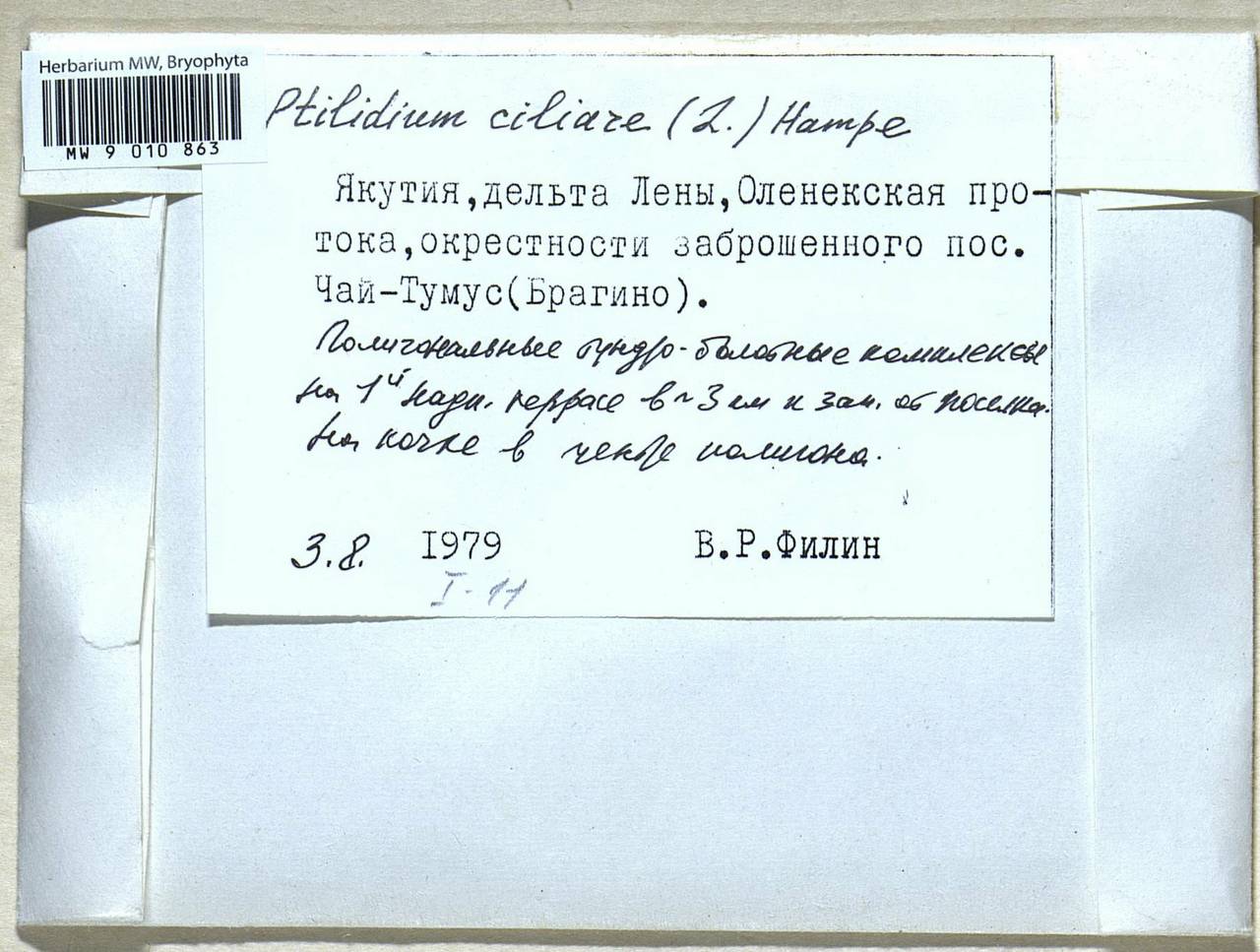 Ptilidium ciliare (L.) Hampe, Гербарий мохообразных, Мхи - Якутия (B19) (Россия)