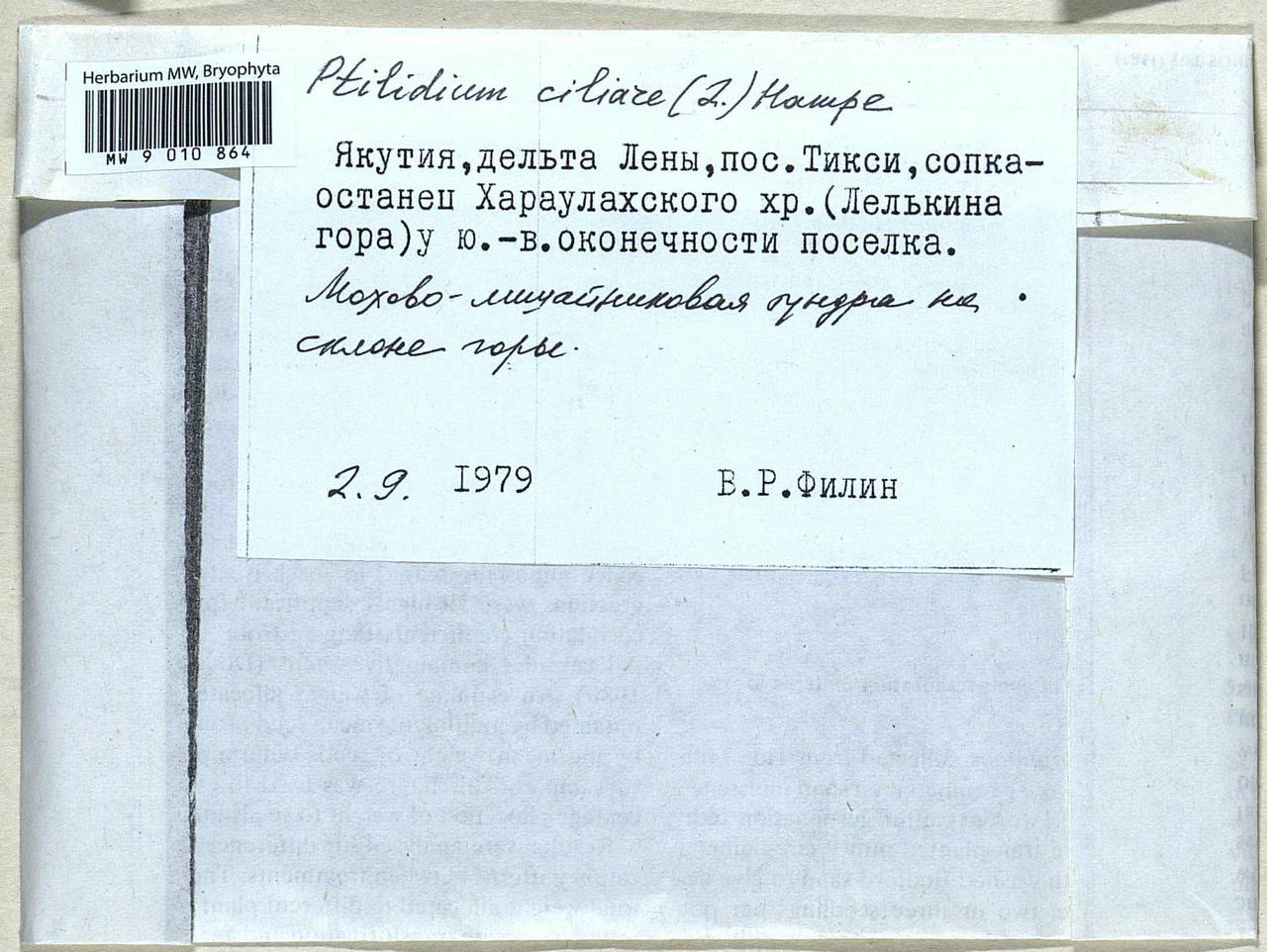 Ptilidium ciliare (L.) Hampe, Гербарий мохообразных, Мхи - Якутия (B19) (Россия)