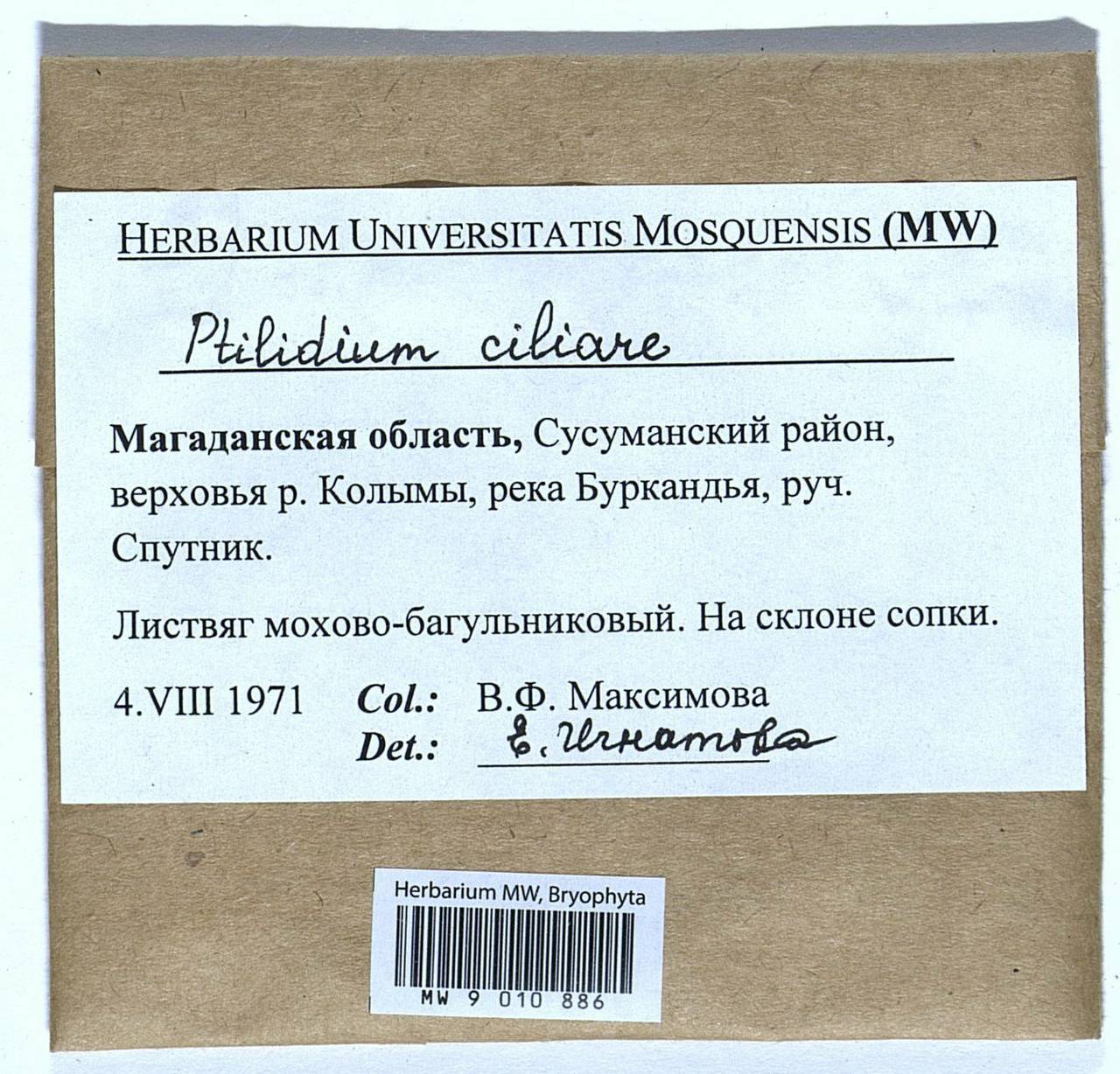 Ptilidium ciliare (L.) Hampe, Гербарий мохообразных, Мхи - Чукотка и Камчатка (B21) (Россия)