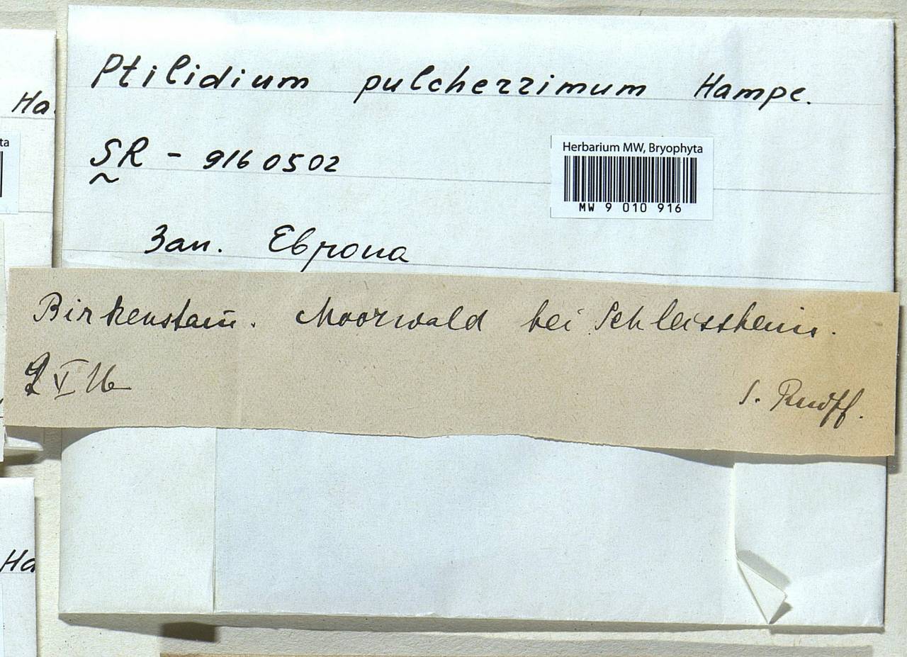 Ptilidium pulcherrimum (Weber) Vain., Гербарий мохообразных, Мхи - Западная Европа (BEu)