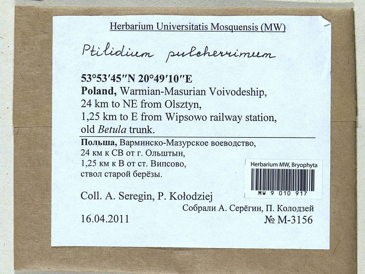 Ptilidium pulcherrimum (Weber) Vain., Гербарий мохообразных, Мхи - Западная Европа (BEu) (Польша)