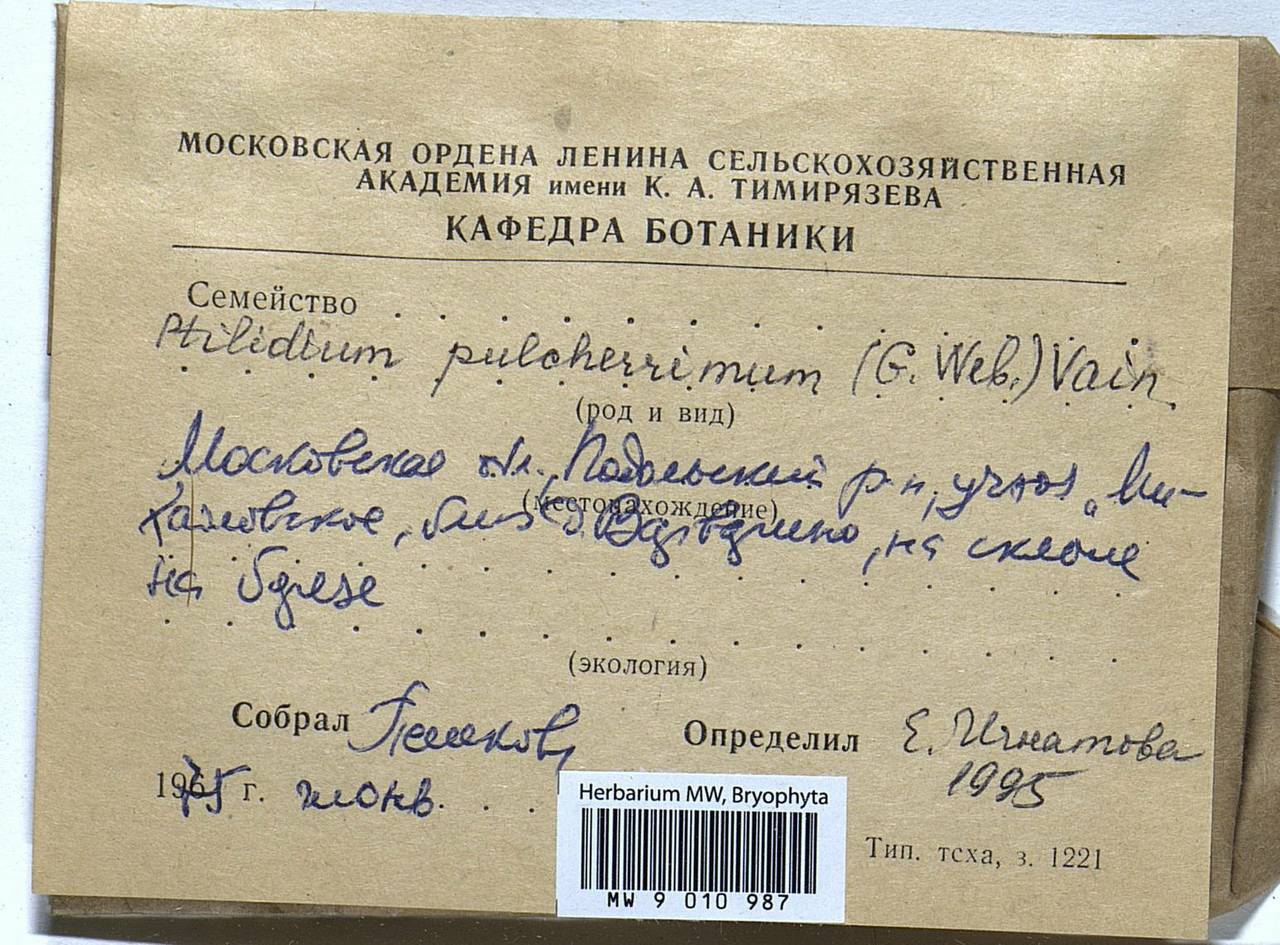 Ptilidium pulcherrimum (Weber) Vain., Гербарий мохообразных, Мхи - Москва и Московская область (B6a) (Россия)