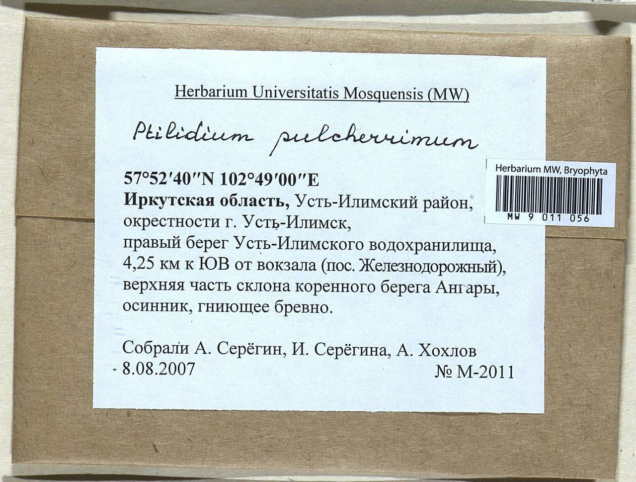 Ptilidium pulcherrimum (Weber) Vain., Гербарий мохообразных, Мхи - Прибайкалье и Забайкалье (B18) (Россия)