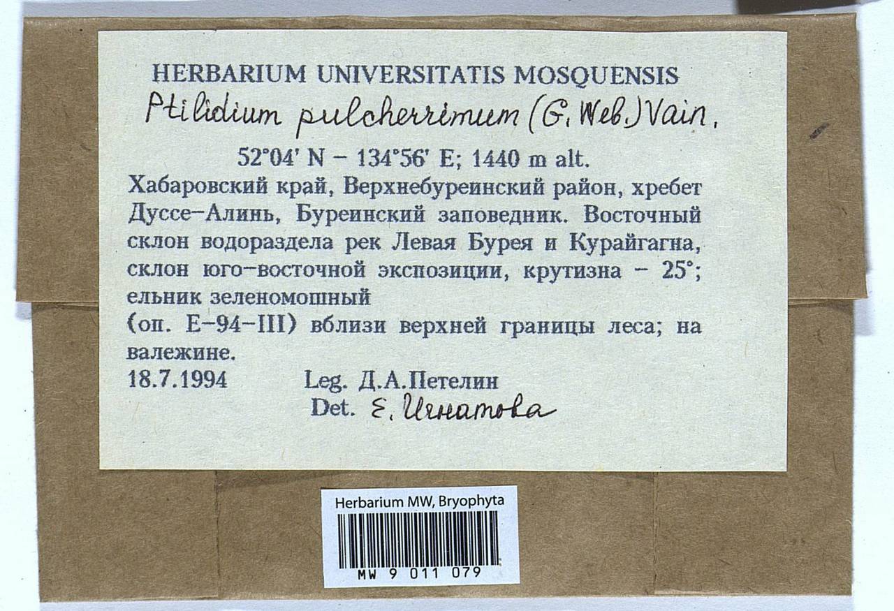 Ptilidium pulcherrimum (Weber) Vain., Гербарий мохообразных, Мхи - Дальний Восток (без Чукотки и Камчатки) (B20) (Россия)