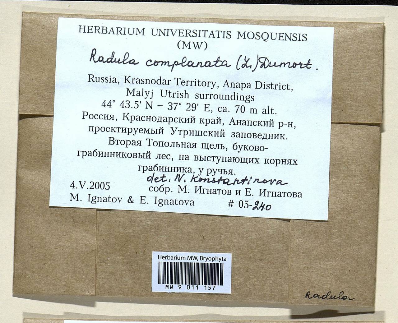 Radula complanata (L.) Dumort., Гербарий мохообразных, Мхи - Северный Кавказ и Предкавказье (B12) (Россия)