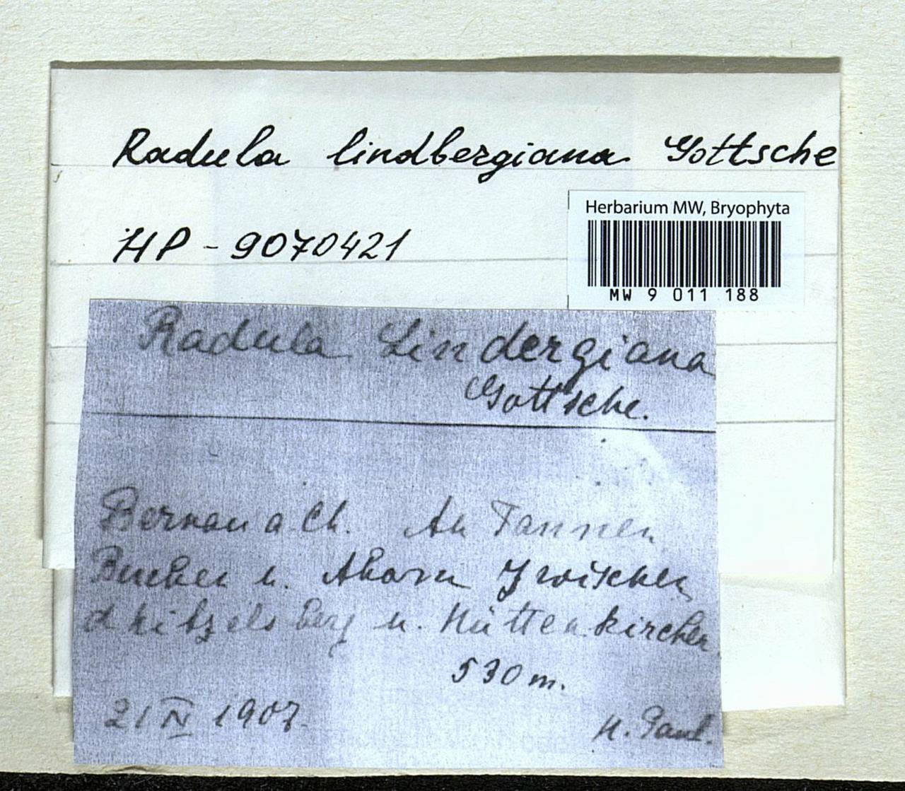Radula lindenbergiana Gottsche ex C. Hartm., Гербарий мохообразных, Мхи - Западная Европа (BEu) (Германия)
