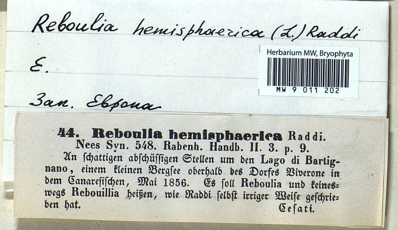 Reboulia hemisphaerica (L.) Raddi, Гербарий мохообразных, Мхи - Западная Европа (BEu) (Италия)
