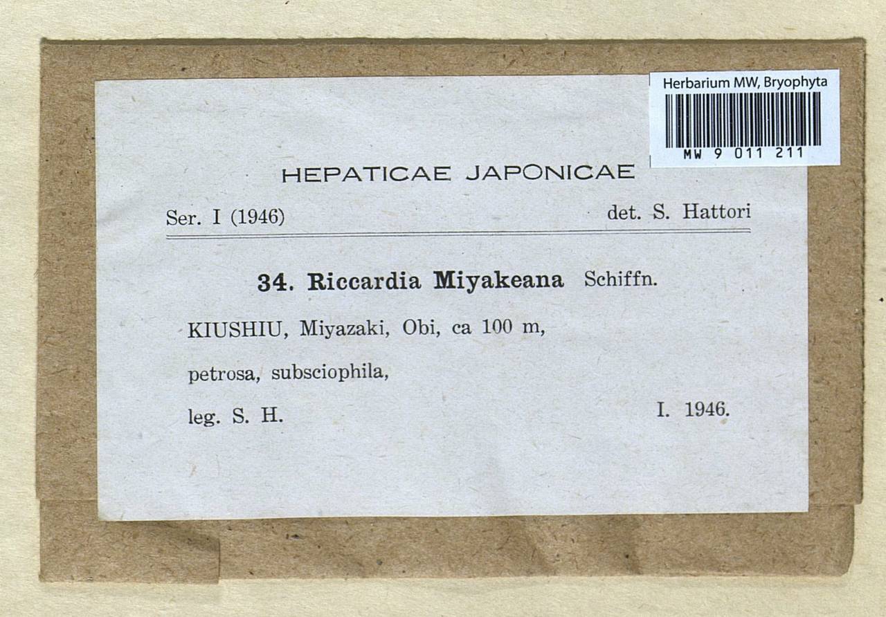 Riccia miyakeana Schiffn., Гербарий мохообразных, Мхи - Азия (вне границ бывшего СССР) (BAs) (Япония)