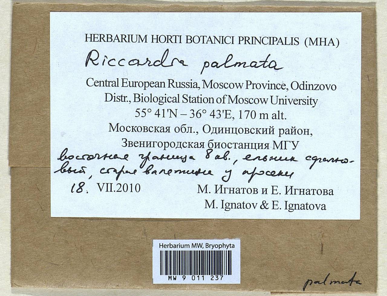 Riccardia palmata (Hedw.) Carruth., Гербарий мохообразных, Мхи - Москва и Московская область (B6a) (Россия)