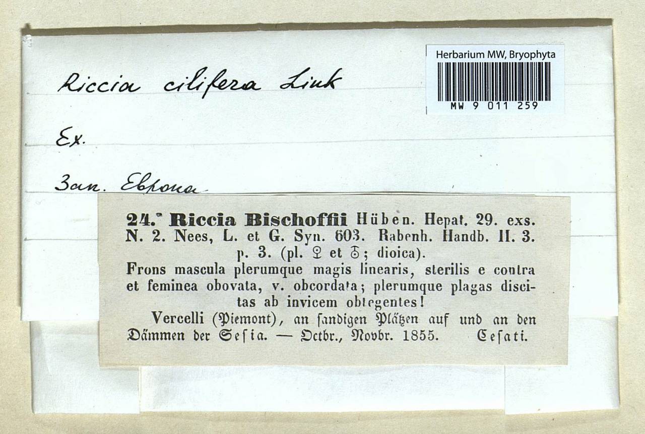 Riccia ciliifera Link ex Lindenb., Гербарий мохообразных, Мхи - Западная Европа (BEu) (Италия)