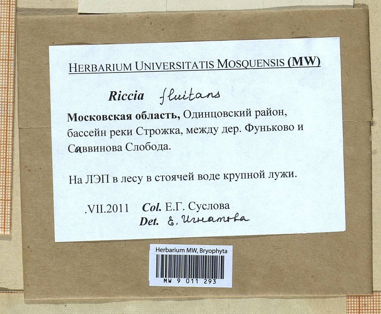 Riccia fluitans L., Гербарий мохообразных, Мхи - Москва и Московская область (B6a) (Россия)