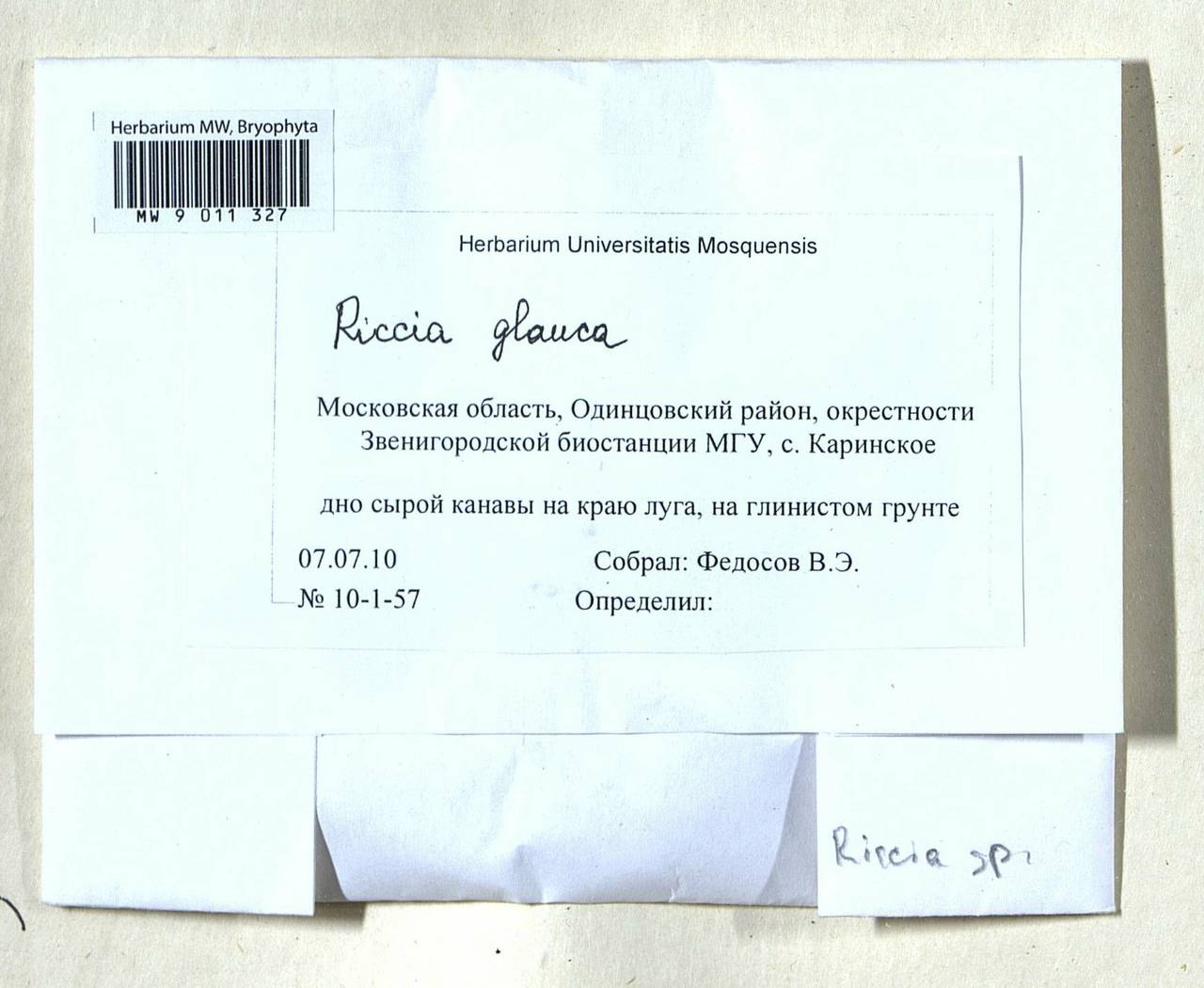 Riccia glauca L., Гербарий мохообразных, Мхи - Москва и Московская область (B6a) (Россия)