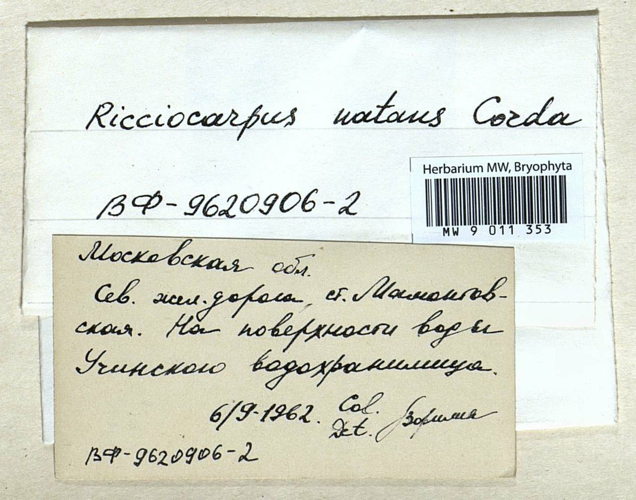 Ricciocarpos natans (L.) Corda, Гербарий мохообразных, Мхи - Москва и Московская область (B6a) (Россия)