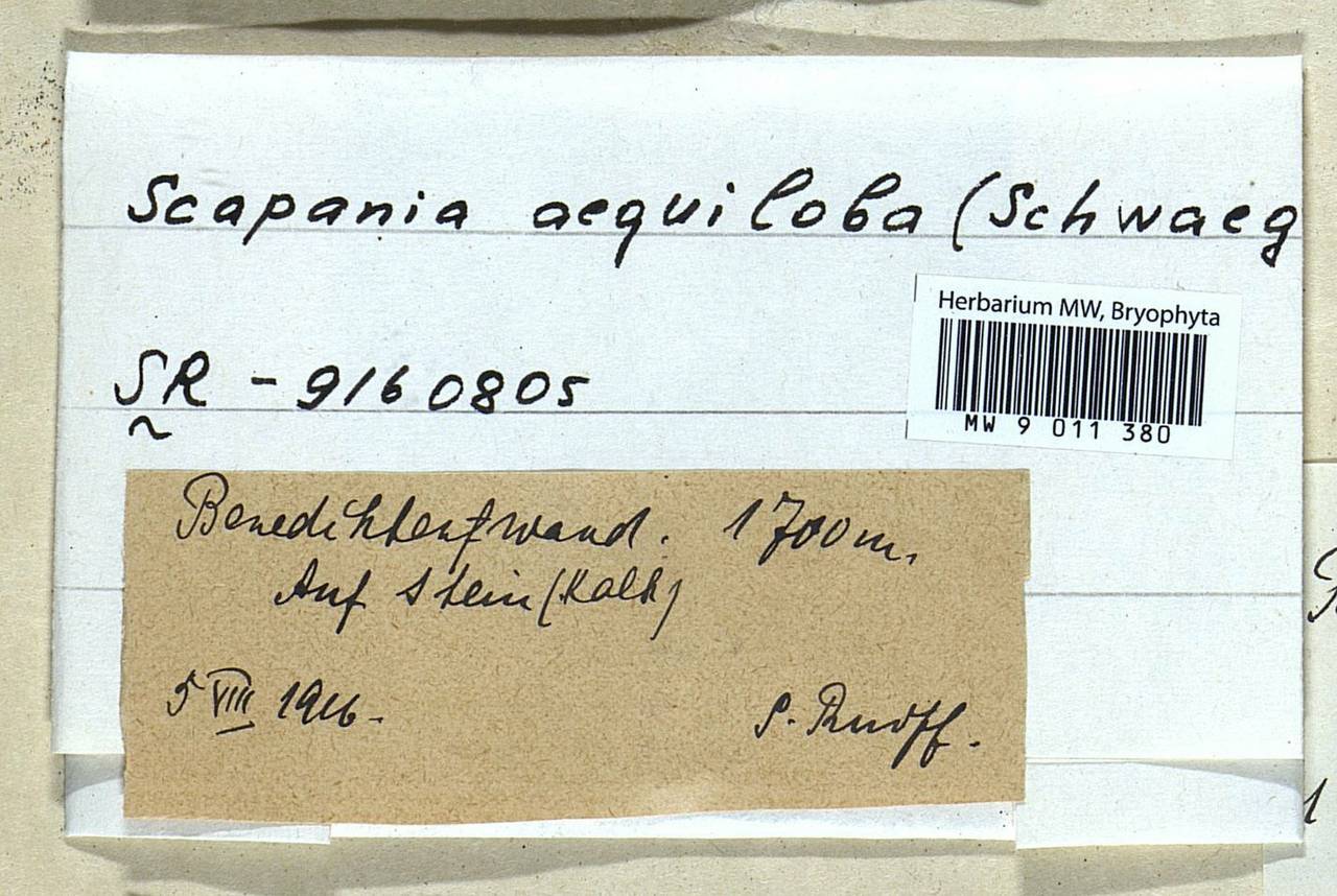 Scapania aequiloba (Schwägr.) Dumort., Гербарий мохообразных, Мхи - Западная Европа (BEu) (Германия)