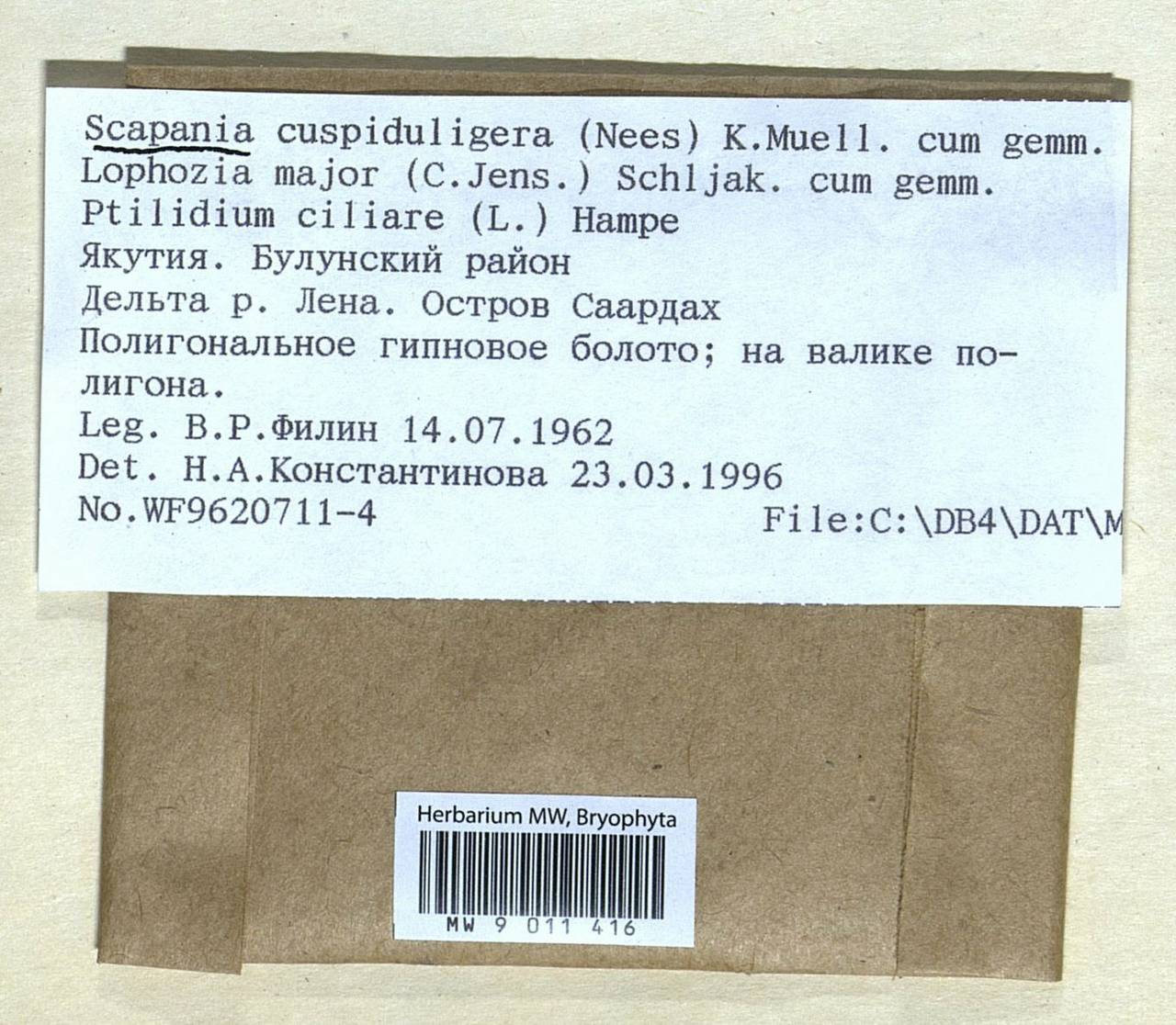 Scapania cuspiduligera (Nees) Müll. Frib., Гербарий мохообразных, Мхи - Якутия (B19) (Россия)