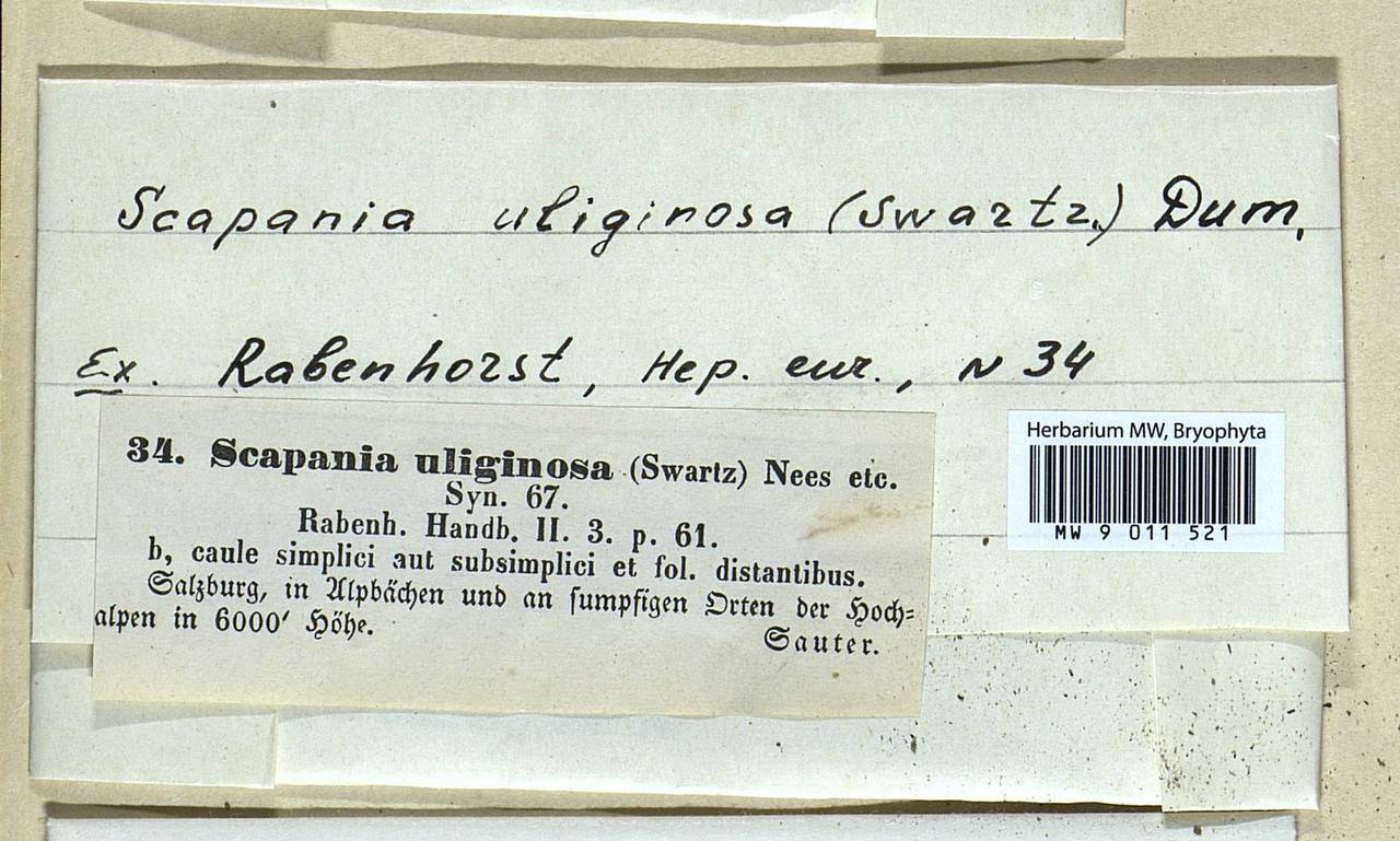 Scapania uliginosa (Lindenb.) Dumort., Гербарий мохообразных, Мхи - Западная Европа (BEu) (Австрия)