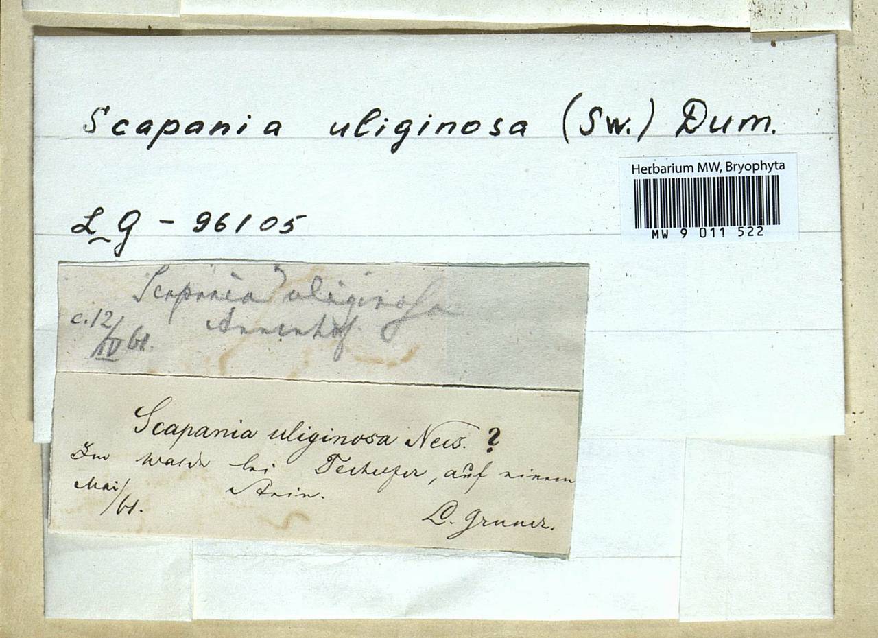 Scapania uliginosa (Lindenb.) Dumort., Гербарий мохообразных, Мхи - Западная Европа (BEu)