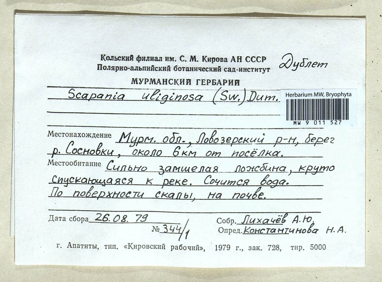 Scapania uliginosa (Lindenb.) Dumort., Гербарий мохообразных, Мхи - Карелия, Ленинградская и Мурманская области (B4) (Россия)