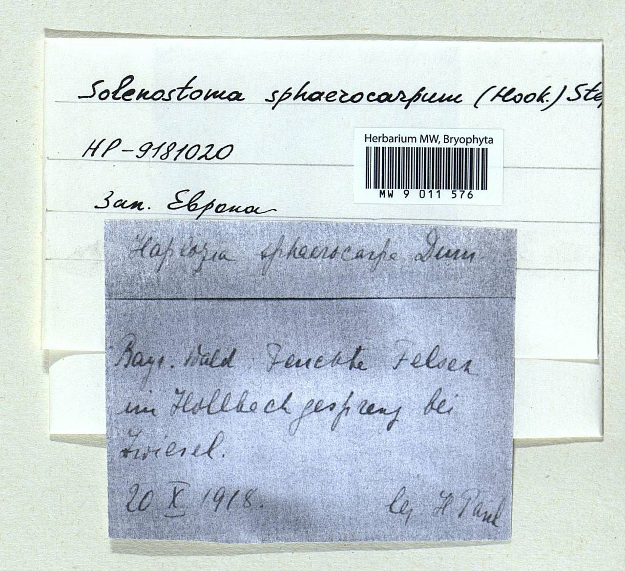 Solenostoma sphaerocarpum (Hook.) Steph., Гербарий мохообразных, Мхи - Западная Европа (BEu) (Германия)