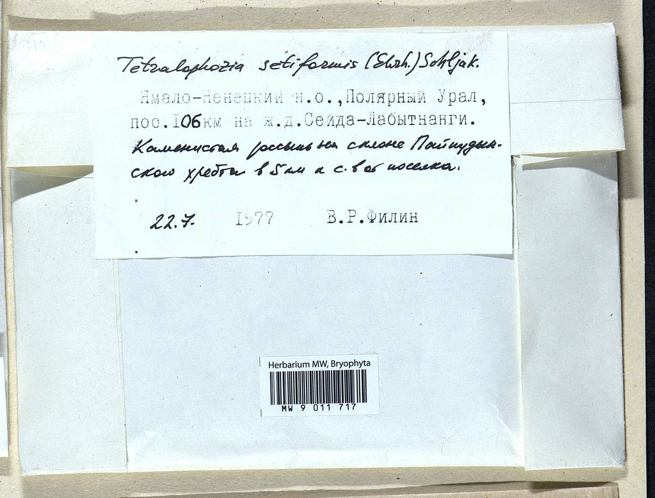 Tetralophozia setiformis (Ehrh.) Schljakov, Гербарий мохообразных, Мхи - Западная Сибирь (включая Алтай) (B15) (Россия)
