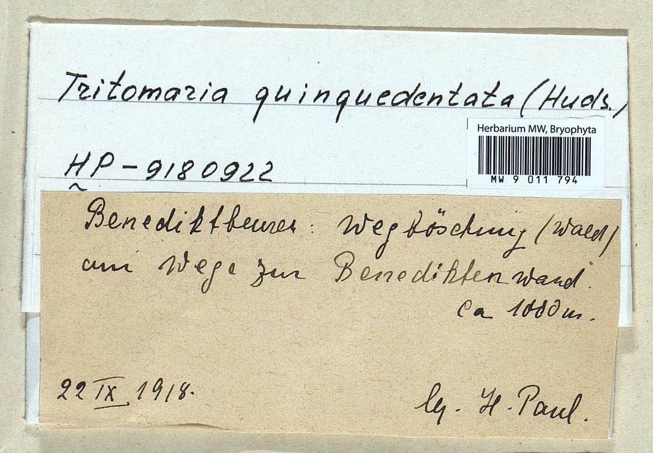 Trilophozia quinquedentata (Huds.) Bakalin, Гербарий мохообразных, Мхи - Западная Европа (BEu) (Германия)