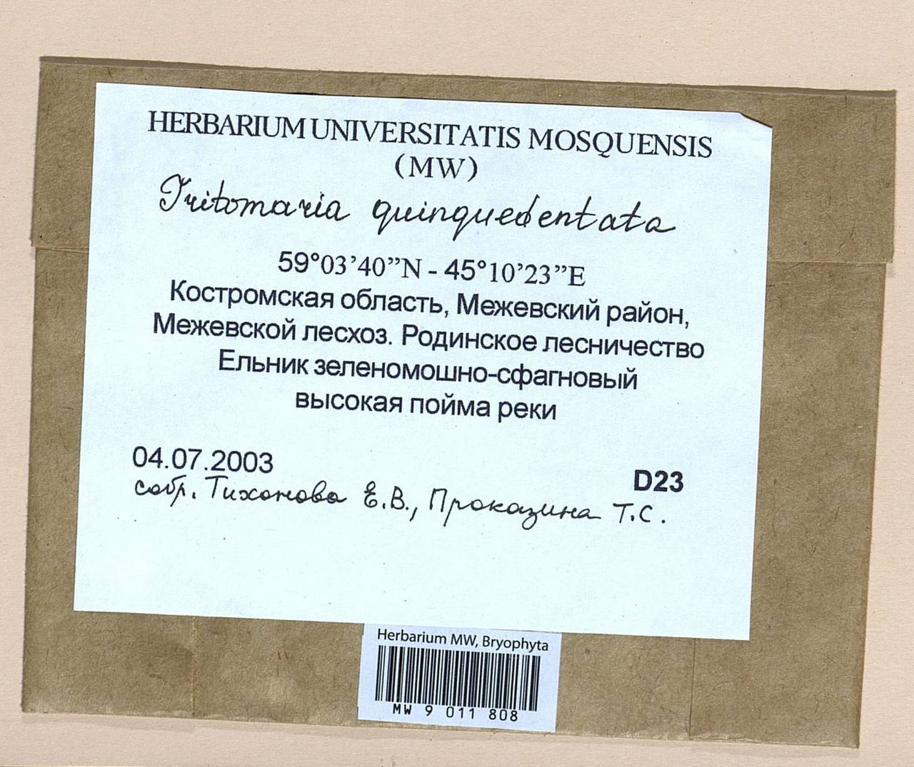 Trilophozia quinquedentata (Huds.) Bakalin, Гербарий мохообразных, Мхи - Центральное Нечерноземье (B6) (Россия)
