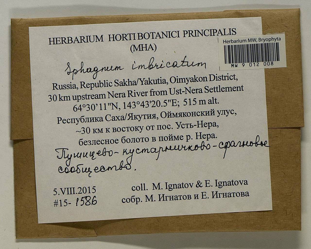 Sphagnum imbricatum Hornsch. ex Russow, Гербарий мохообразных, Мхи - Якутия (B19) (Россия)